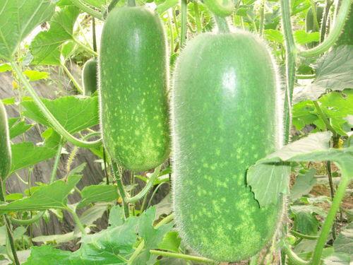 南宁各大高校吃瓜事件,校园事件背后的热议与反思