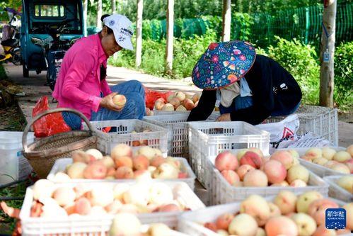 山东省微山县吃瓜事件,一场引发社会关注的误会