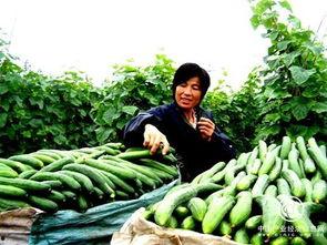 山东省微山县吃瓜事件,一场引发社会关注的误会