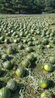 涿州吃瓜事件是真的吗,是真是假？