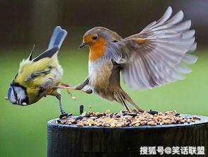 幸福鸟吃瓜事件视频大全,视频大全揭秘网络热点背后的真相