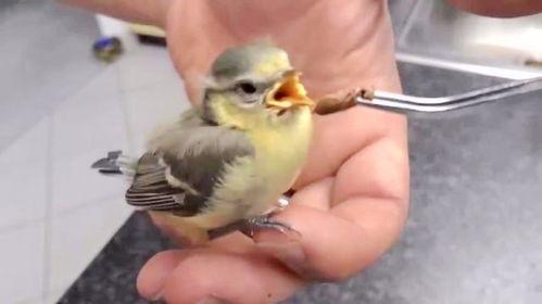 幸福鸟吃瓜事件视频大全,视频大全揭秘网络热点背后的真相