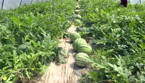 近期吃瓜事件杭州新闻