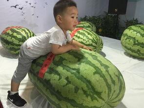 朝阳一线吃瓜群众事件,吃瓜群众事件背后的网络舆论风暴