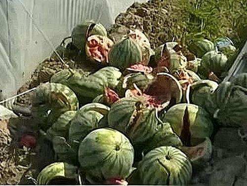 最新温州吃瓜事件视频,视频揭秘惊人真相