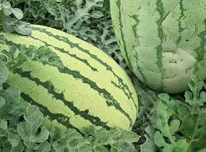 黄骅吃瓜事件结果怎样,真相大白