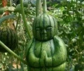 台州保长吃瓜事件真相,真相揭秘，一场误会引发的舆论风波