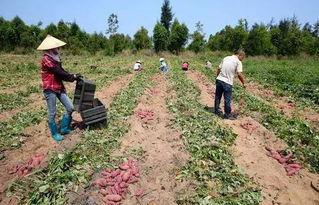 儋州吃瓜群众事件