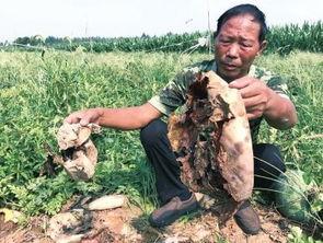 开江最新吃瓜事件,最新吃瓜事件揭秘，真相令人咋舌！