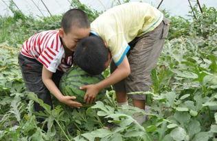 广西工程学校吃瓜事件,校园风波背后的真相探寻
