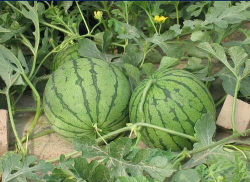 山东吃瓜事件后续情况,真相大白，后续发展及社会影响解析