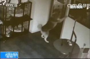 河北半夜吃瓜事件视频播放,视频曝光引发网友热议