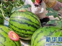 新乡吃瓜事件视频最新消息